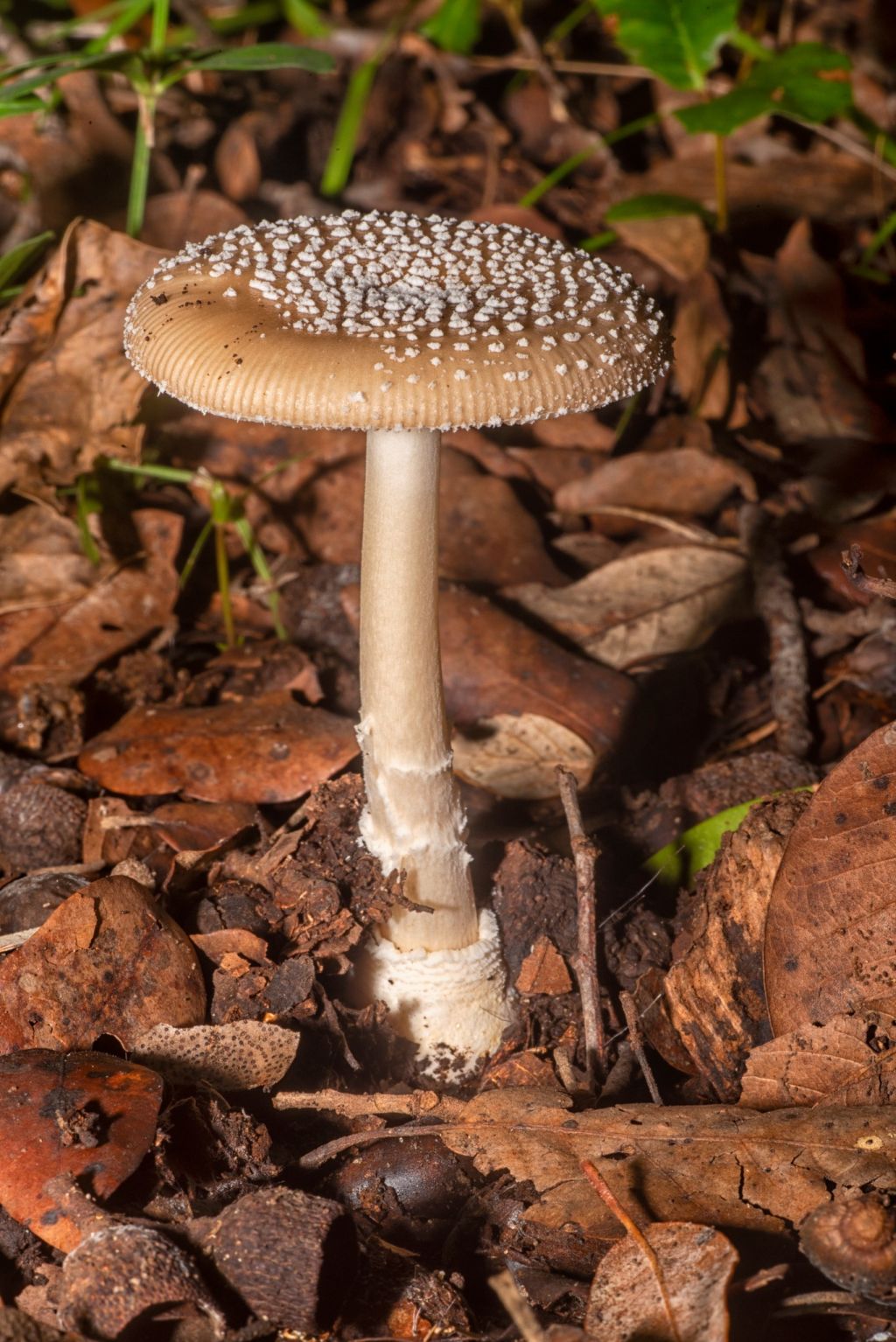 Il mondo dei funghi a Ostia